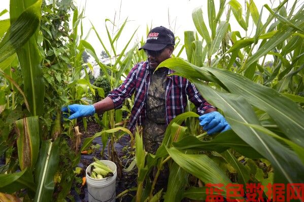 新罕布什尔州的难民转而务农以获得收入和家乡的味道