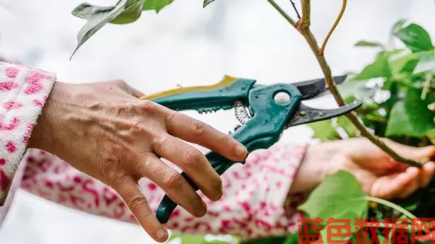 本周必须修剪花园植物，以避免疾病传播